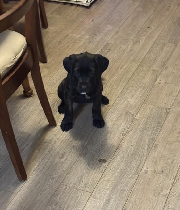 Cane Corso/Boxer
