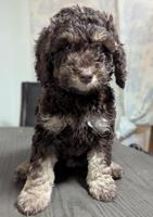 Bernedoodle Puppies Mini