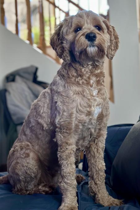 Australian Goldendoodle