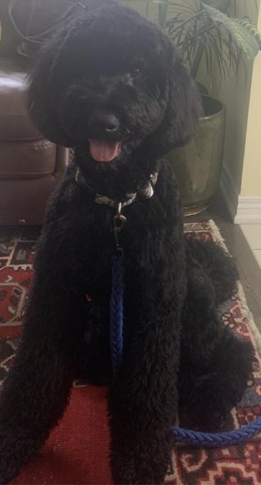 Australian Goldendoodle