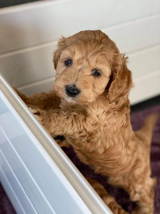 Australian Goldendoodle