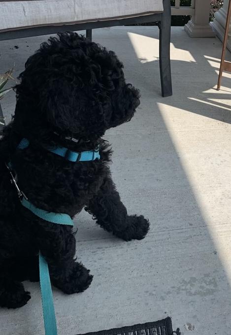 Australian Goldendoodle