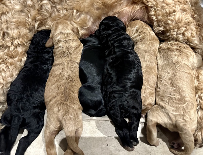 Australian Goldendoodle