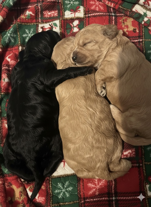 Australian Goldendoodle
