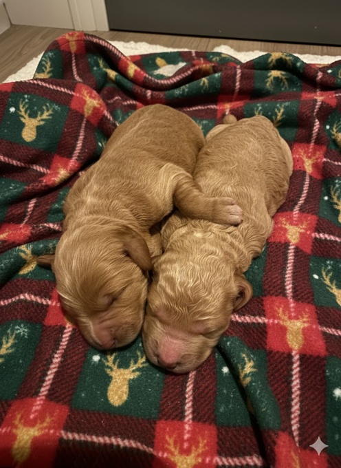 Australian Goldendoodle