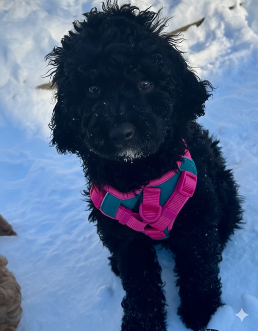 Australian Goldendoodle
