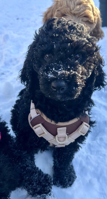 Australian Goldendoodle
