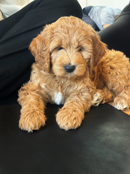 Australian Goldendoodle