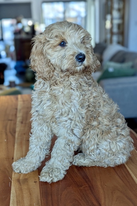 Goldendoodle