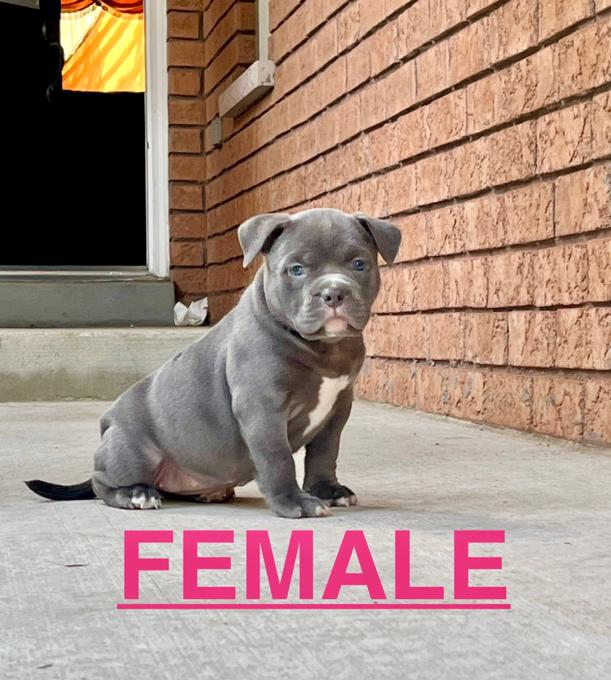 American Bully