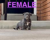 American Bully