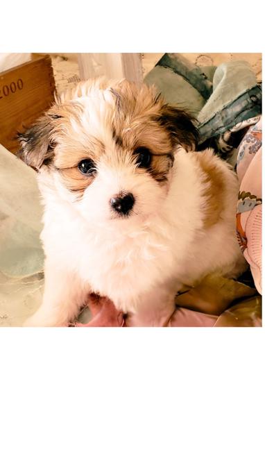 Maltese Yorkie cross