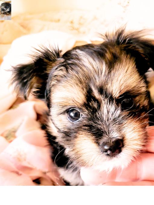 Maltese Yorkie cross