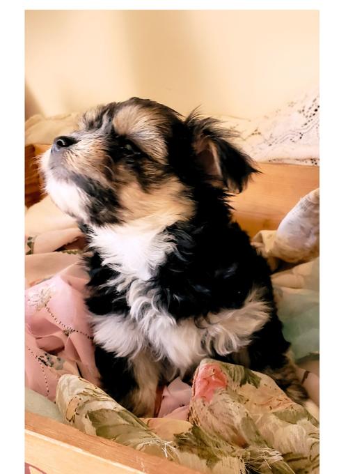 Maltese Yorkie cross