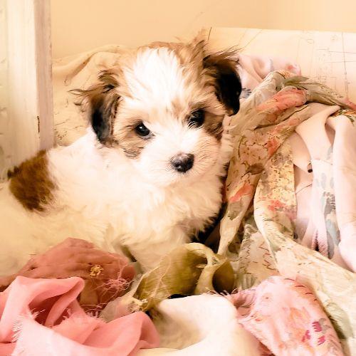 Maltese Yorkie cross