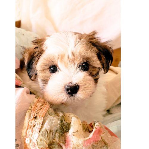 Maltese Yorkie cross