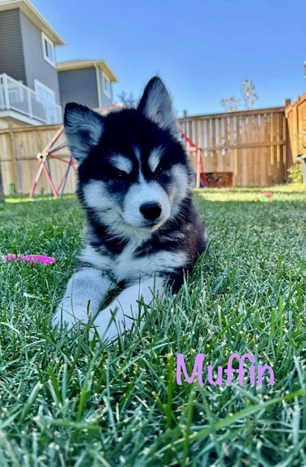 Husky