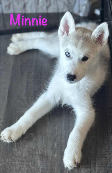 Husky