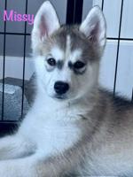 Husky