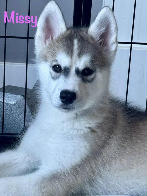 Husky