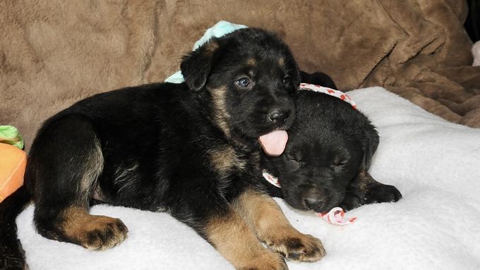 German Shepherd and Rottweiler