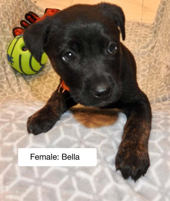 German Shepherd and Rottweiler