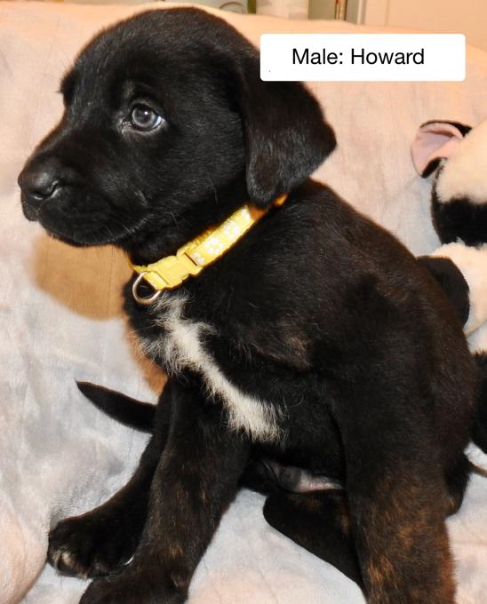 German Shepherd and Rottweiler