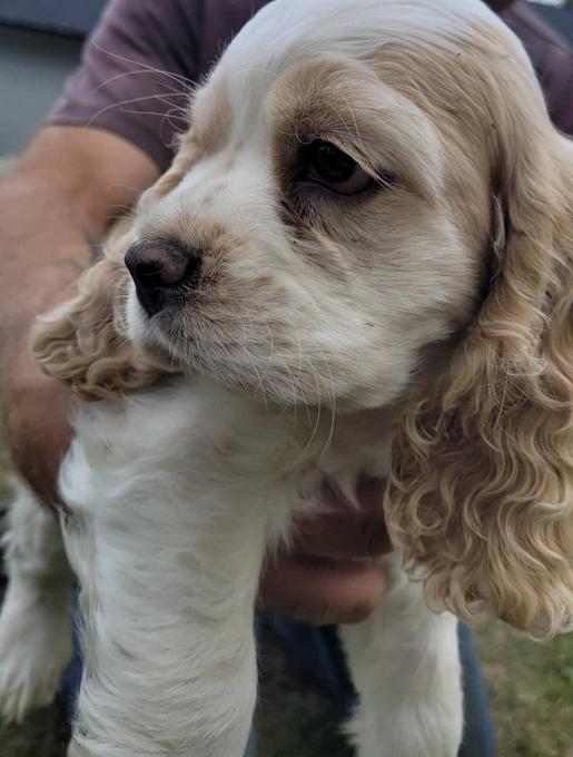 Cocker Spaniel