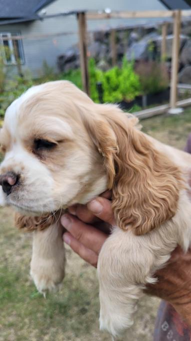 Cocker Spaniel