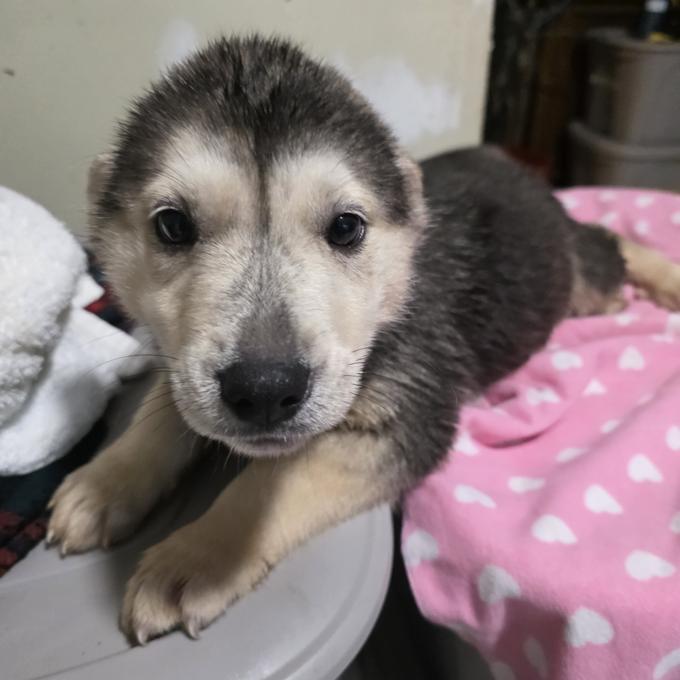 Husky+bulldog+Labrador