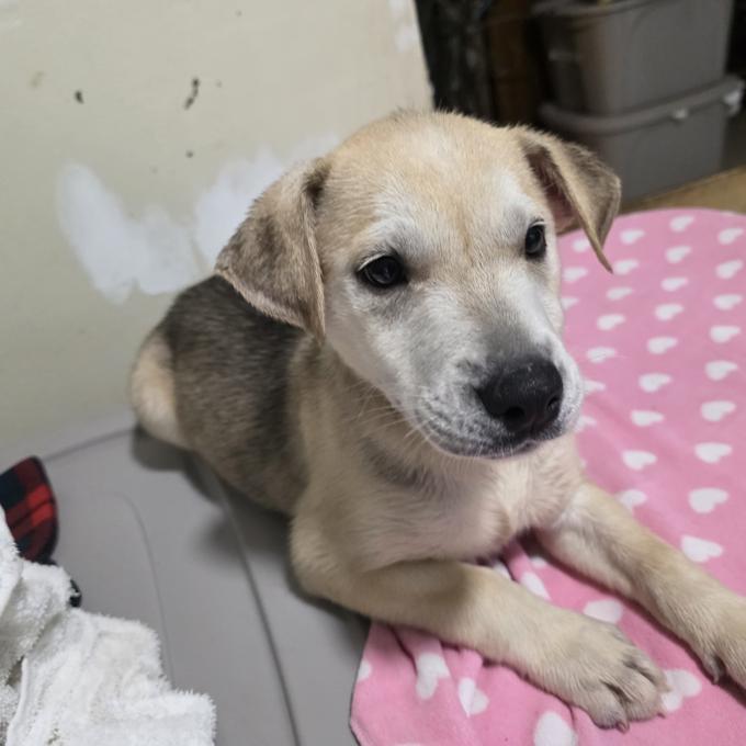 Husky+bulldog+Labrador