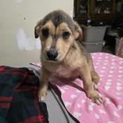 Husky+bulldog+Labrador
