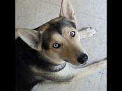 Husky