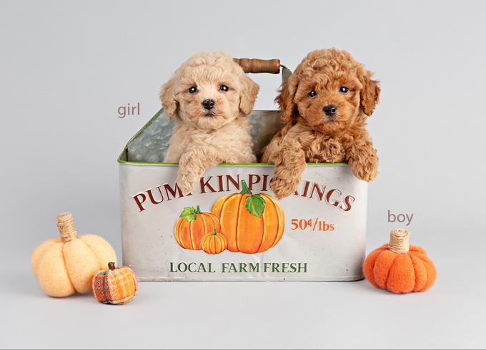 Toy Poodle