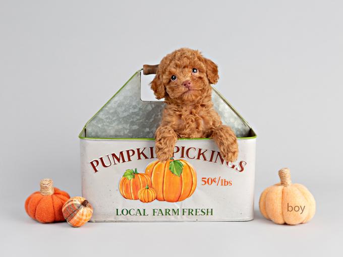 Toy Poodle