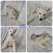 Siberian Huskies