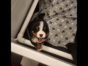 Bernese Mountain Dog