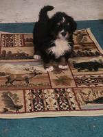 Bernese Mountain Dog