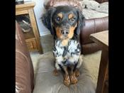 French Brittany Spaniel
