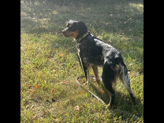 French Brittany Spaniel