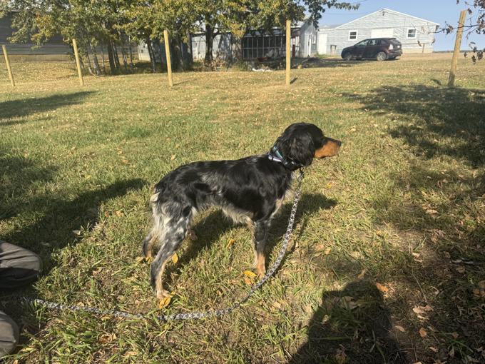 French Brittany Spaniel