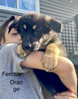 German Shepherd
