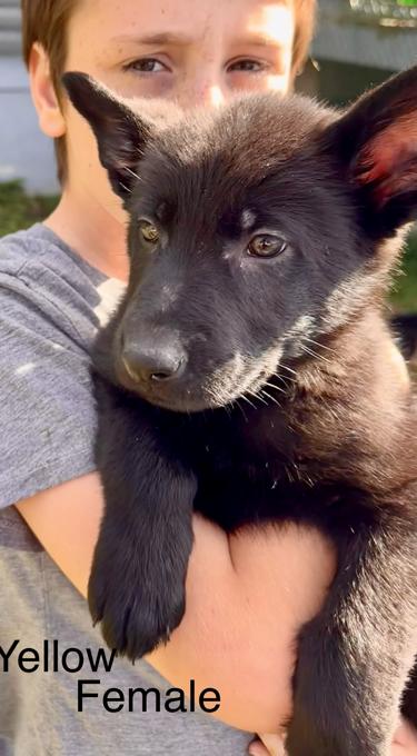 German Shepherd