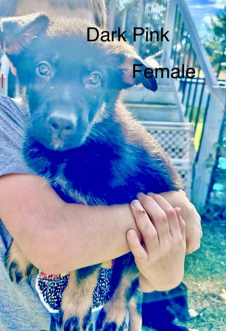 German Shepherd