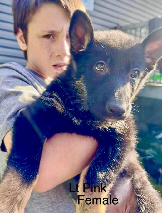 German Shepherd