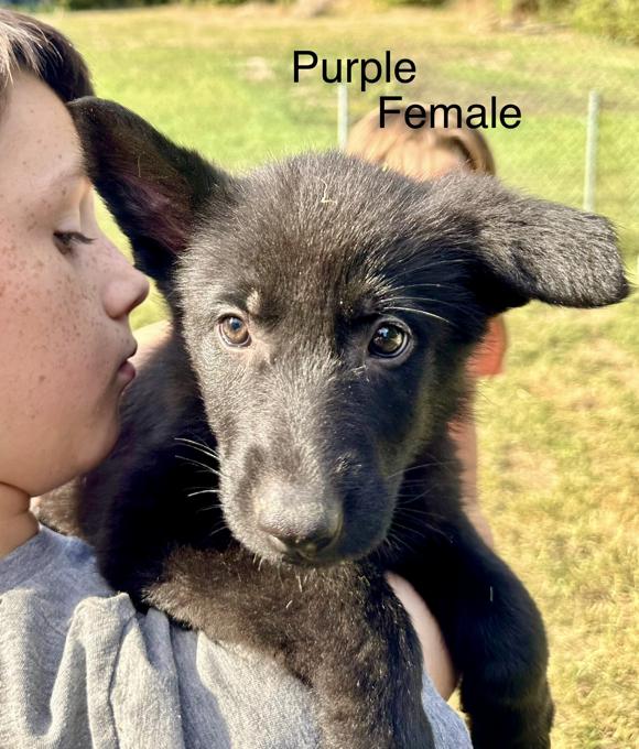 German Shepherd