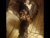 Yorkies