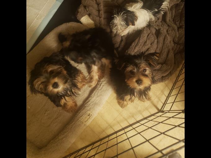 Yorkies