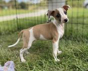 Italian Greyhound