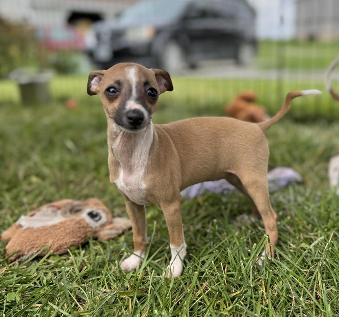 Italian Greyhound